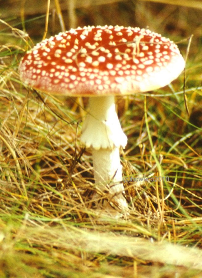 Fliegenpilz