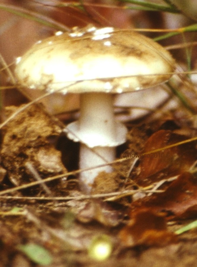 Knollenblätterpilz